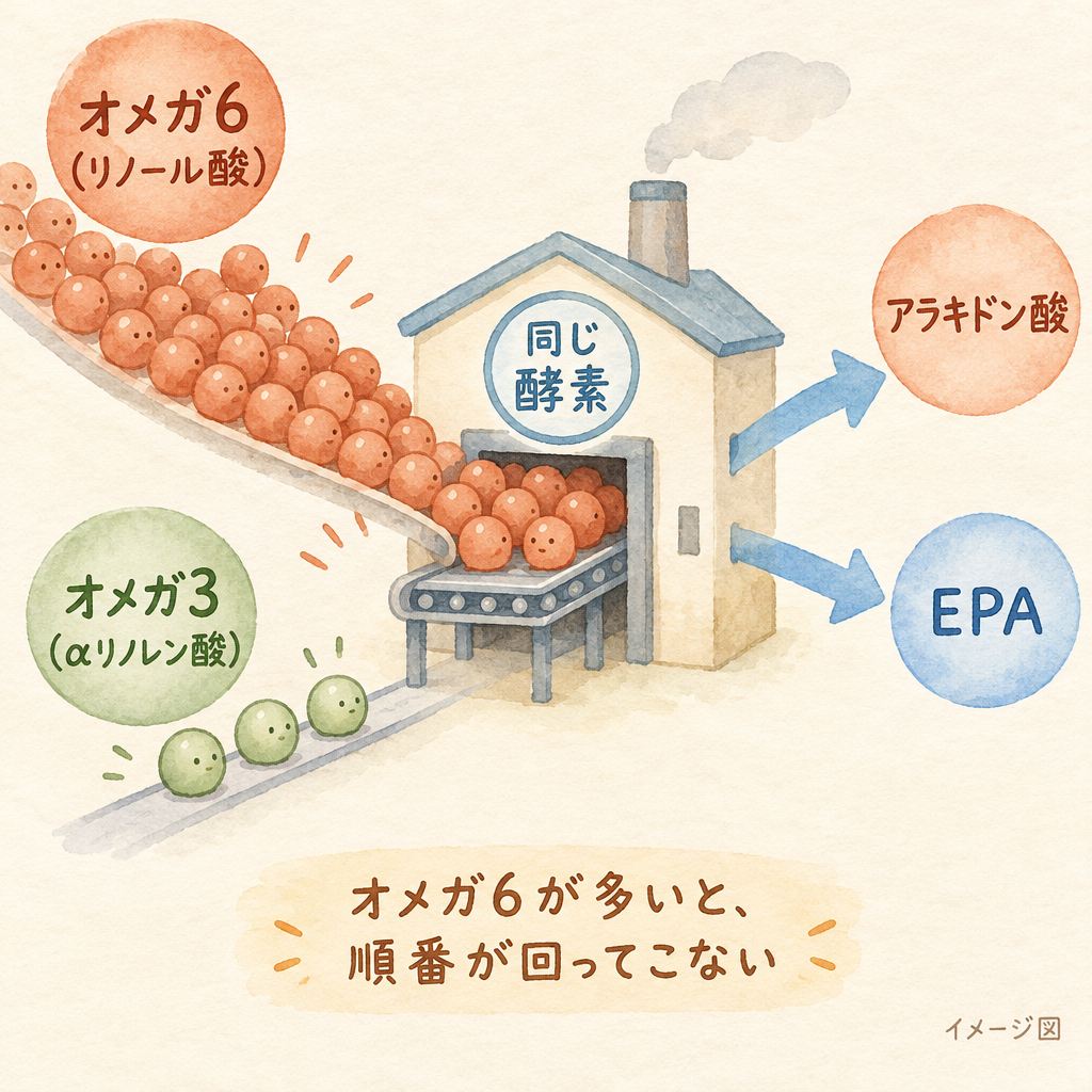 オメガ6（リノール酸）とオメガ3（αリノレン酸）が同じ酵素を取り合う。オメガ6が多いと、αリノレン酸の順番が回ってこない