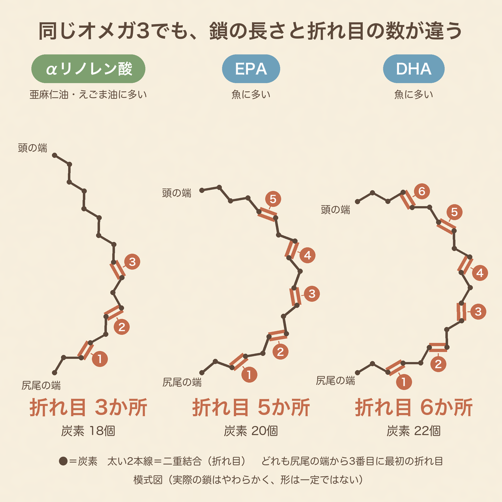 αリノレン酸は炭素18個・折れ目3か所、EPAは炭素20個・折れ目5か所、DHAは炭素22個・折れ目6か所。どれも尻尾の端から3番目に最初の折れ目がある