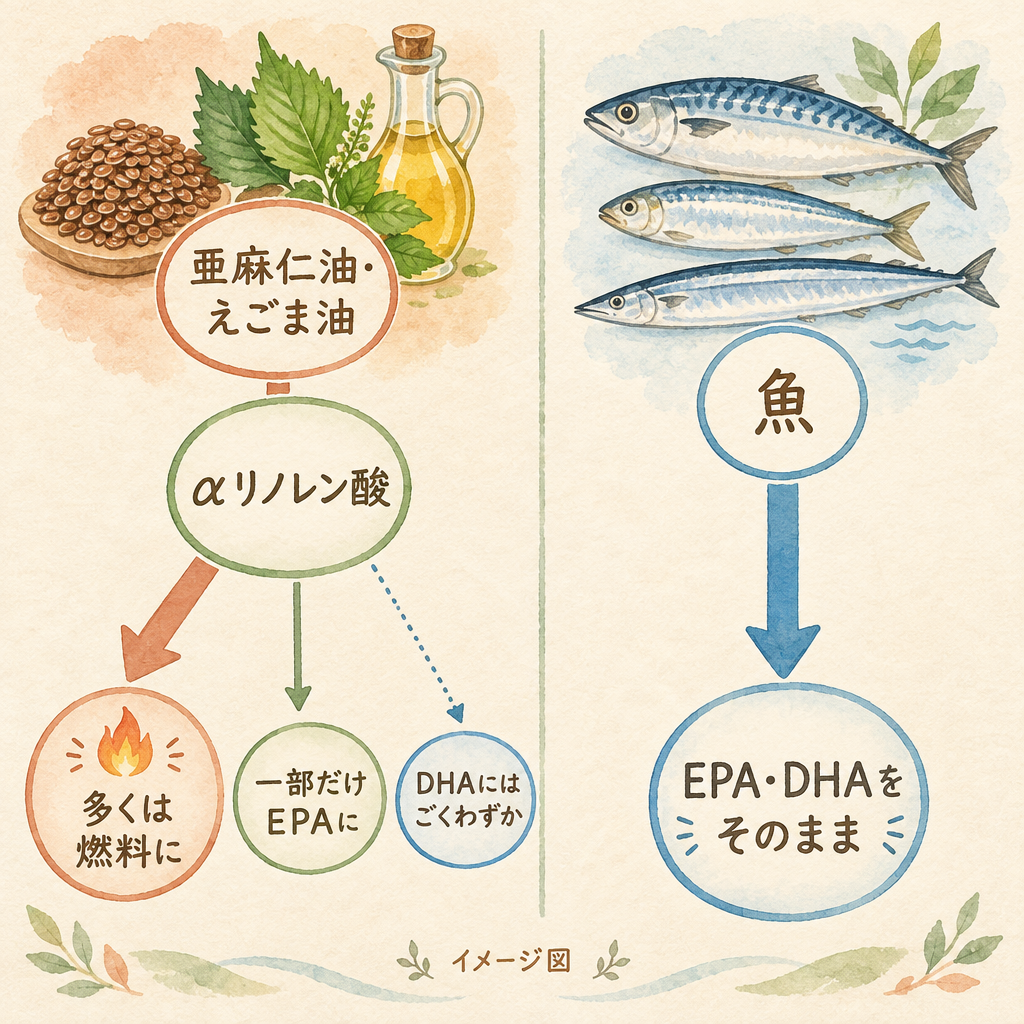 亜麻仁油・えごま油のαリノレン酸は、多くは燃料に、一部だけEPAに、DHAにはごくわずか。魚はEPA・DHAをそのまま